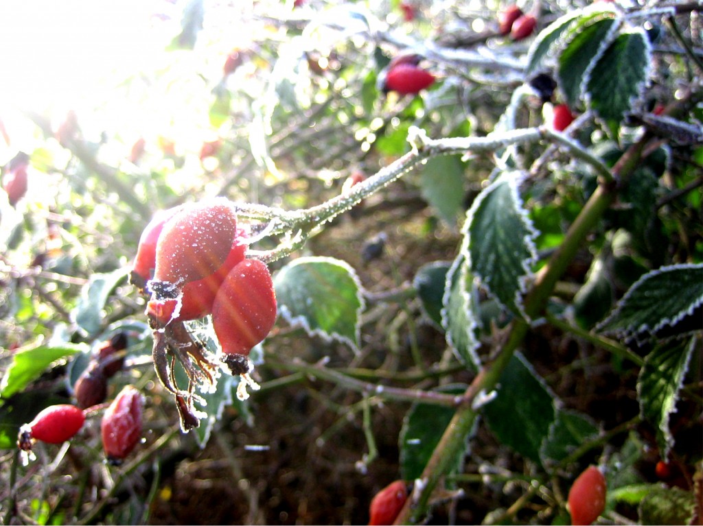 The combination of colour and texture of these rosehips with the frost on them is beautiful