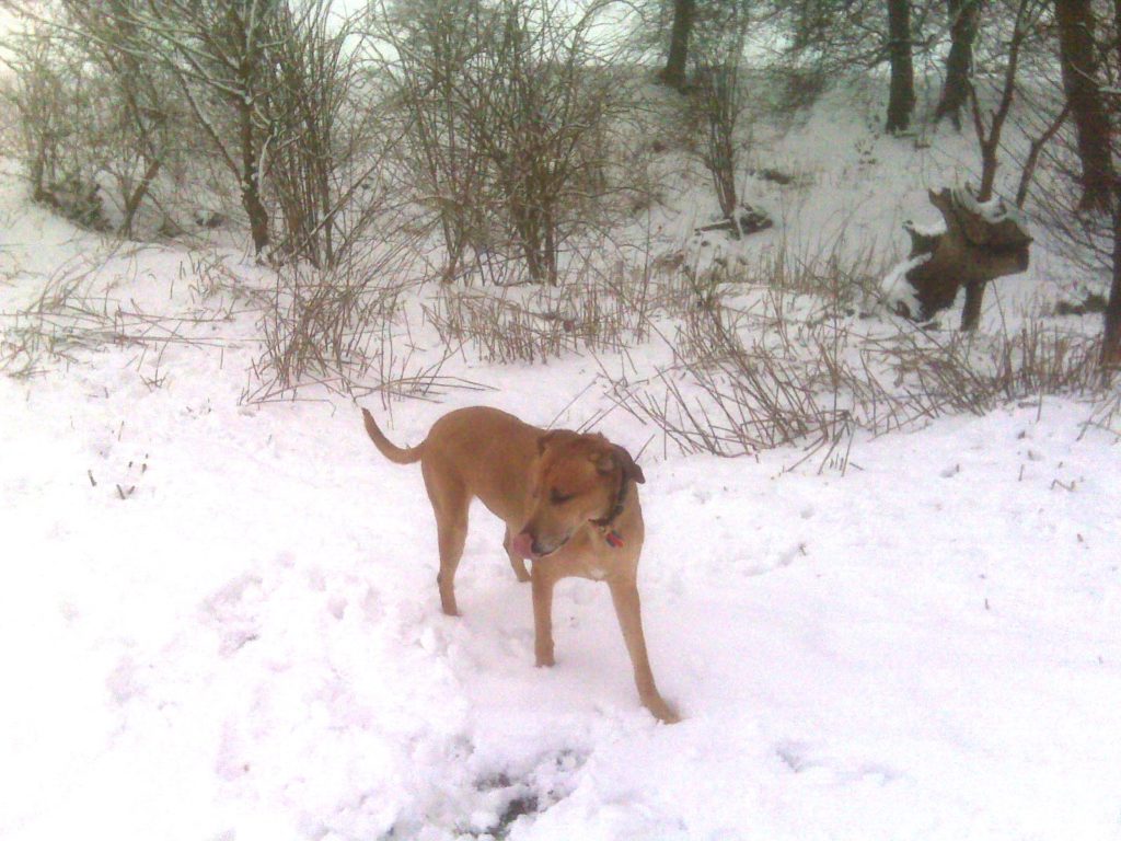 Everyone enjoys the snow, but look how the contrast enhances the pattern of the twigs....