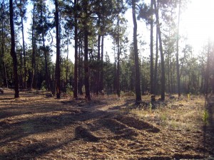 Pines with low sun