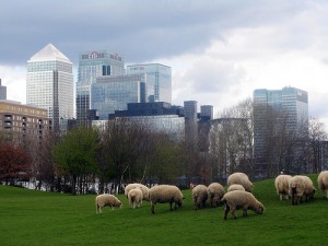 Mudchute Farm