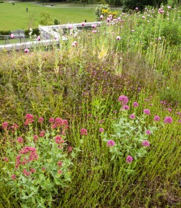 Biodiverse green roof at Sharrow School
