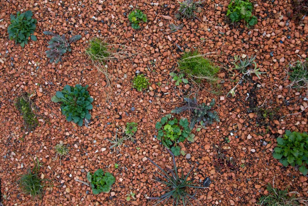 Randomised plant placement is the normal planting method on extensive roofs requiring minimal maintenance