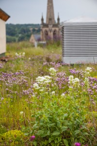 Mixed planting on a semi intensive green roof