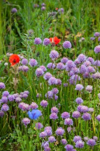 The wet summer of 2012 was excellent for alliums on green roofs