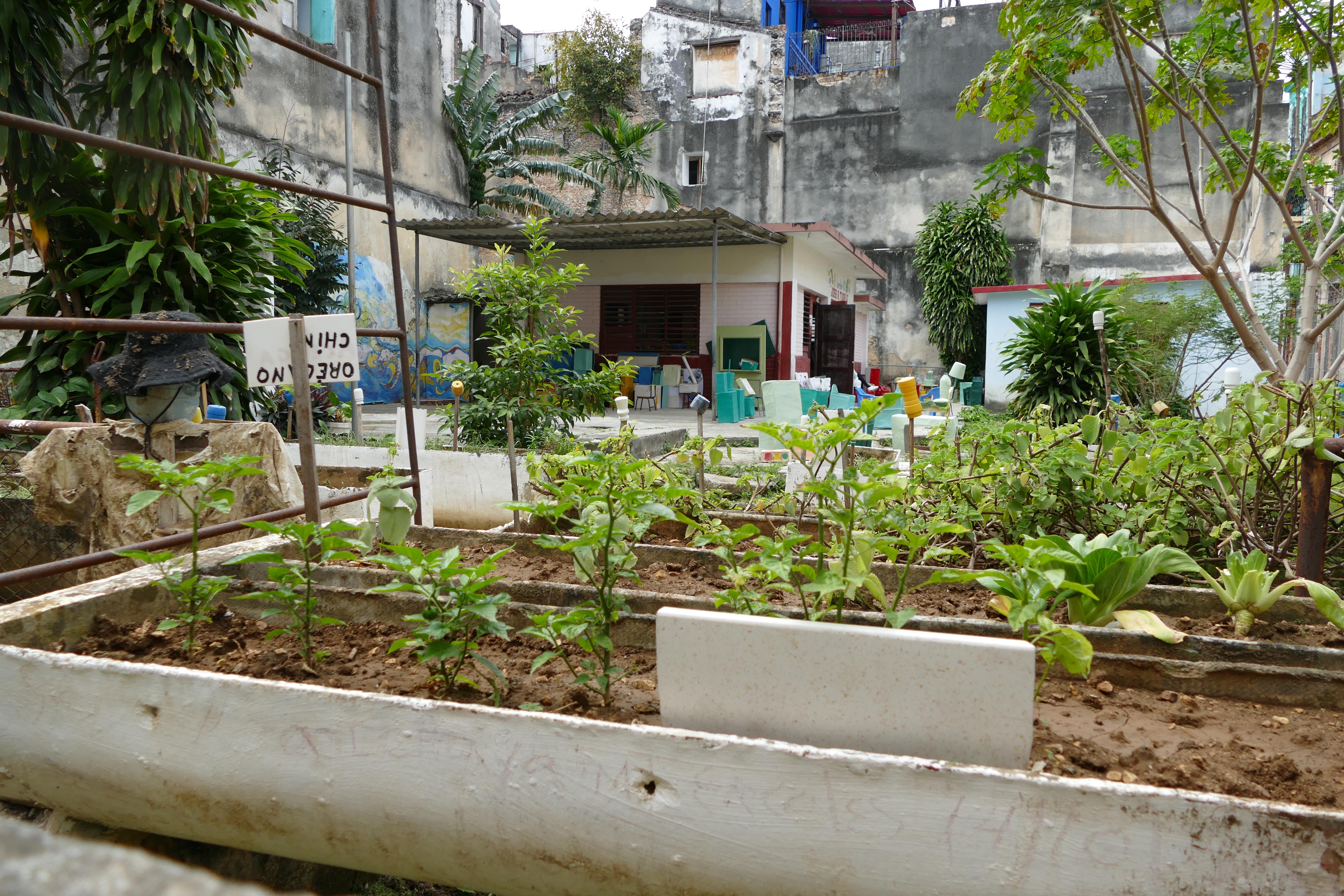 Urban Havana School garden