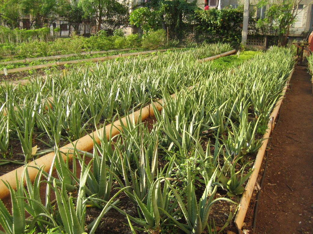 These Aloe are grown for medicinal purposes in this Central Havana Organoponica. Plant based medicines are common in Cuba.