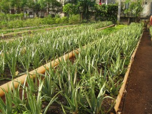 these Aloe are grown for medicinal purposes in this Central Havana Organoponica. Plant based medicines are common in Cuba.