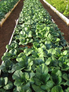 Salad crops grown in a central Havana organic garden. Note the simple raised beds made of concrete channels.