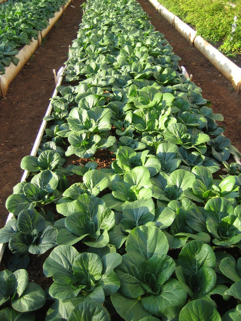 Salad crops grown in a central Havana organic garden. Note the simple raised beds made of concrete channels. 