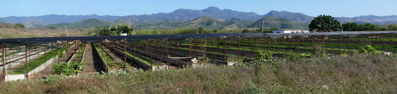 Trinidad rural organoponico