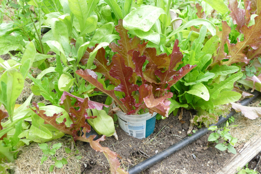 These are my lettuces - complete with plastic slug collars.