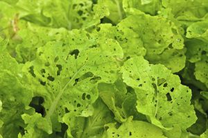 Plenty for all - come on down! Although if I am honest, these are not my lettuces. Mine didn't get quite this bad.