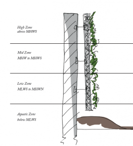 Picture-1-Intertidal-Zones