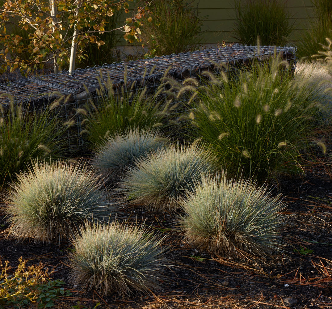 planting details