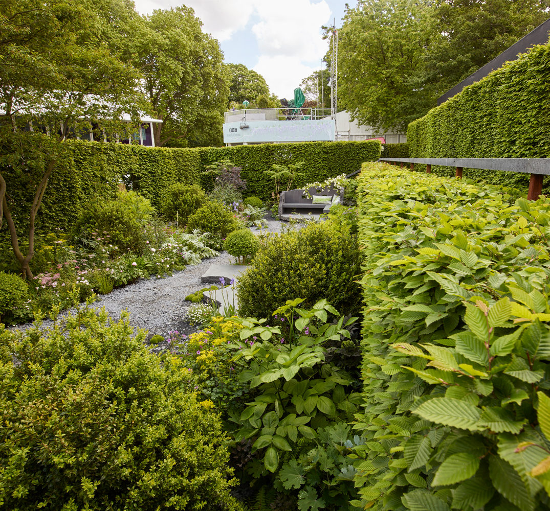 hedges maggies garden