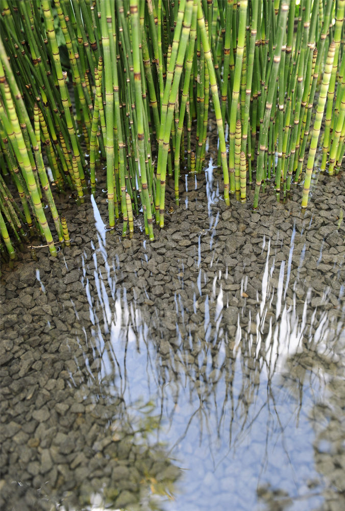 bamboo homebase garden