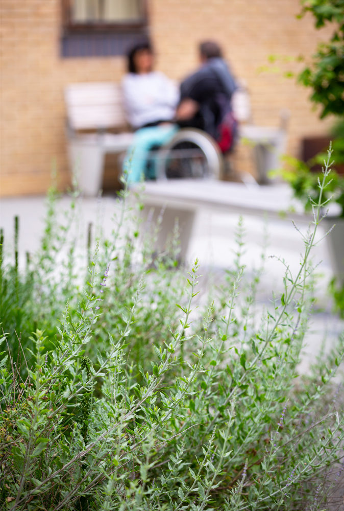 planting trauma courtyard