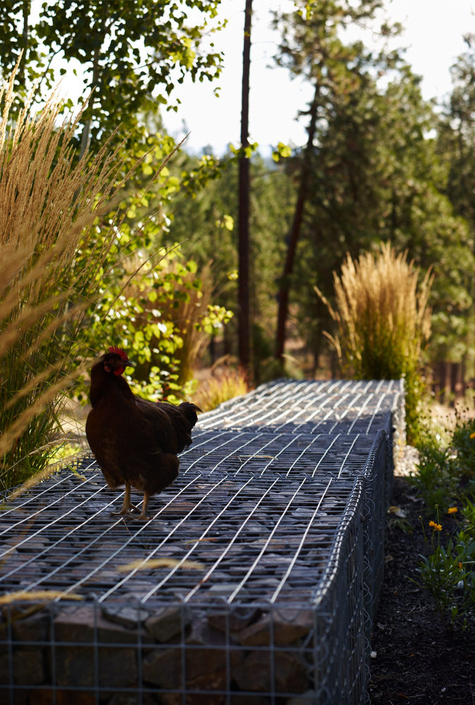 chicken in the rockies