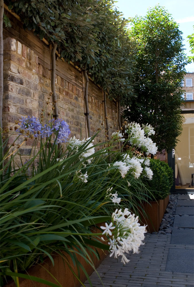 agapanthus planting