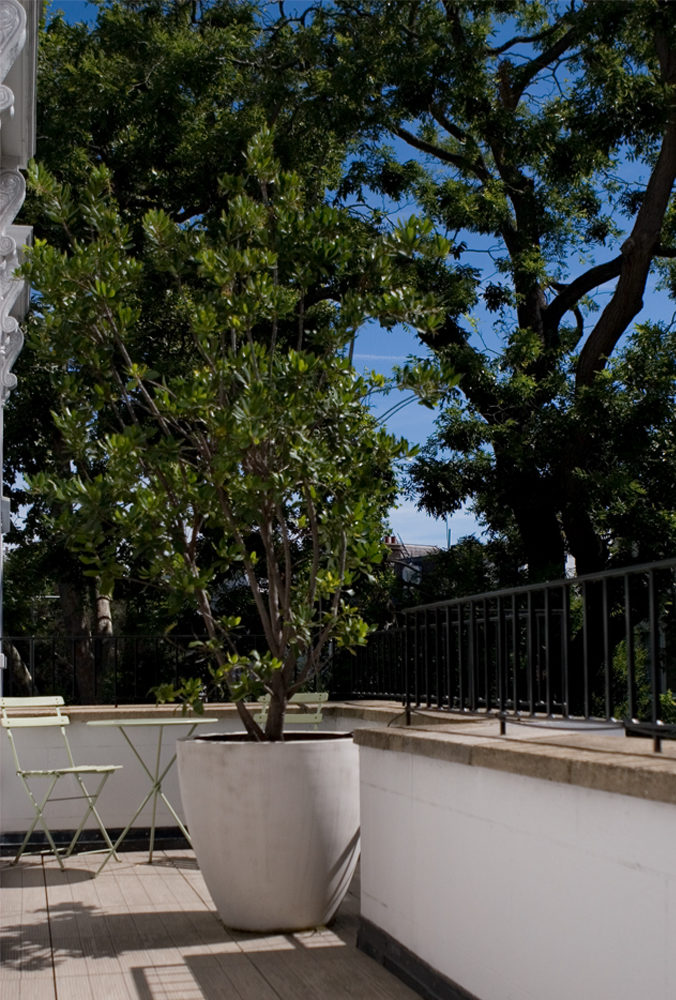 pot plant on terrace