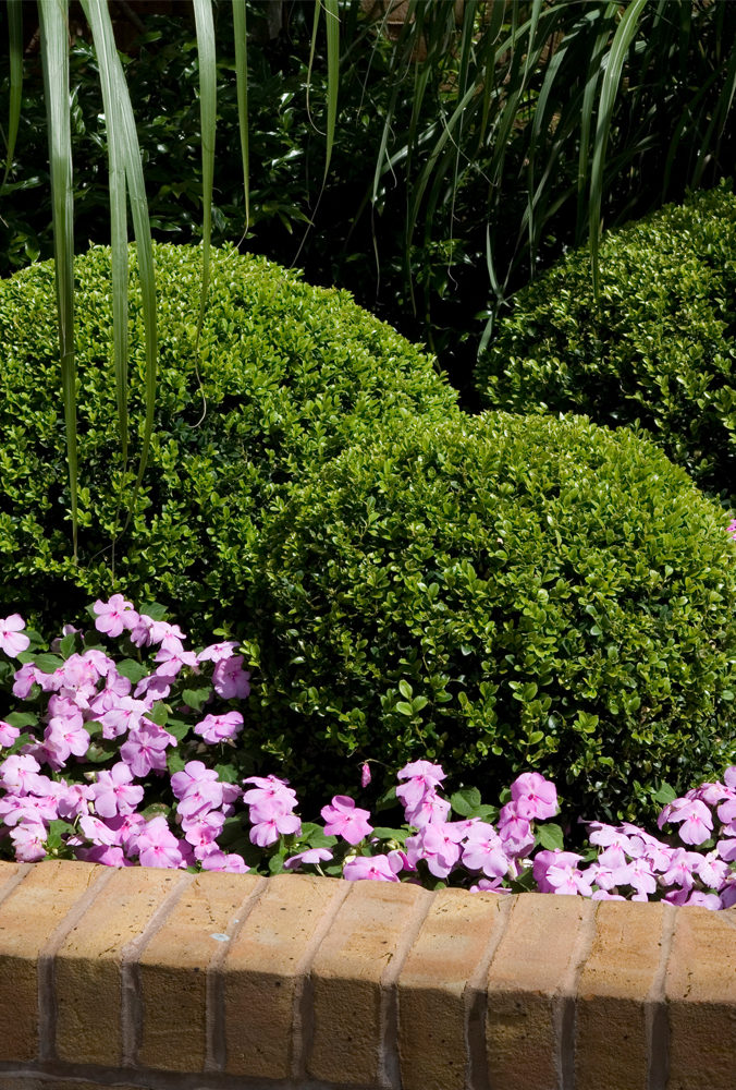 topiary detail