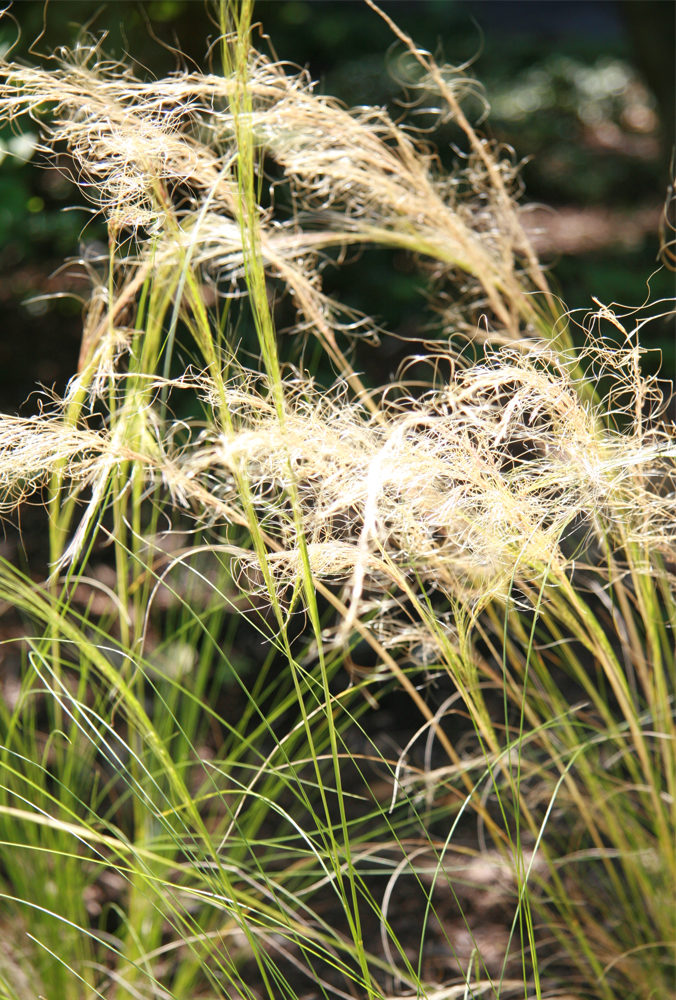 grasses in berkhamsted