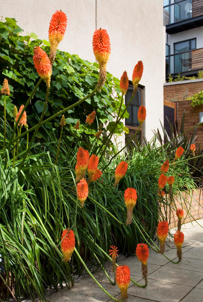 red hot pokers plant