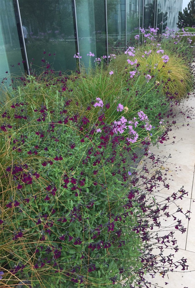 roof terrace planting