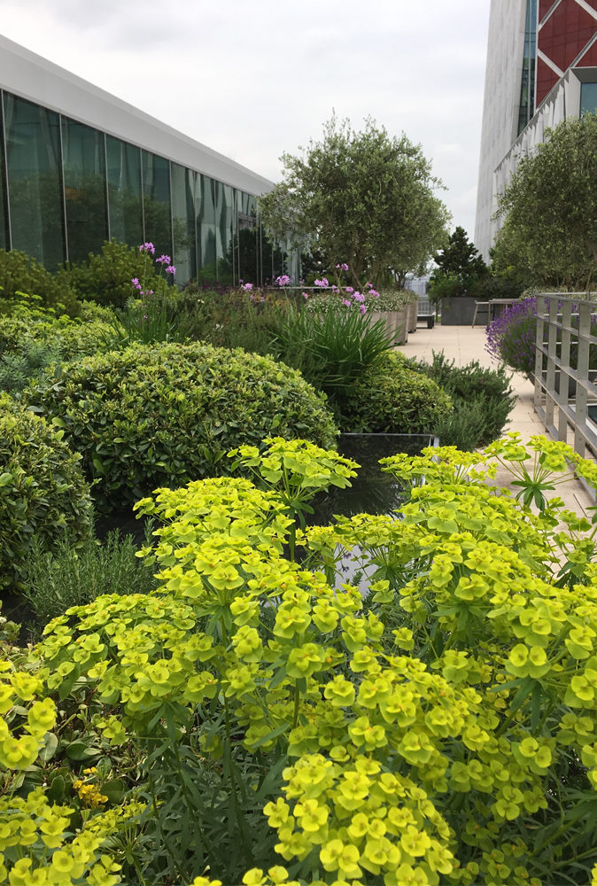 London roof terrace planting