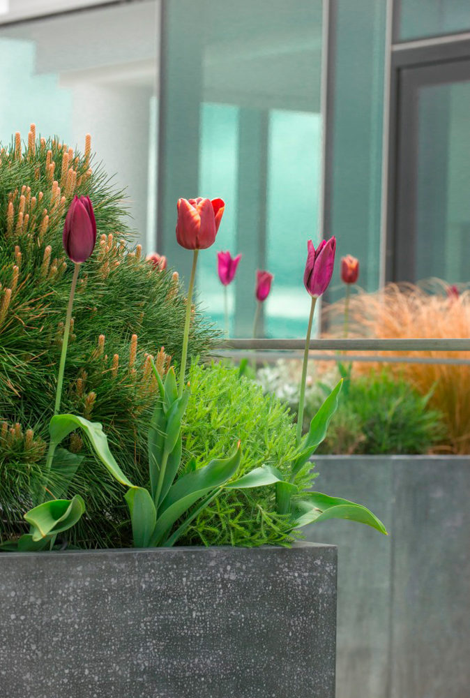 london roof terrace planting detail