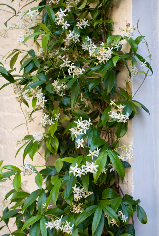 planting detail