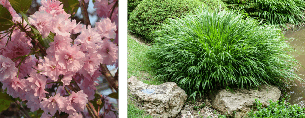Japanese plants