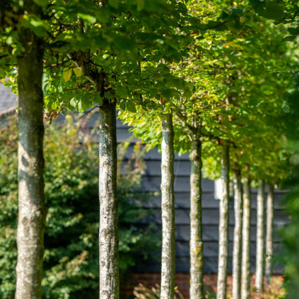 Row of pleatched trees