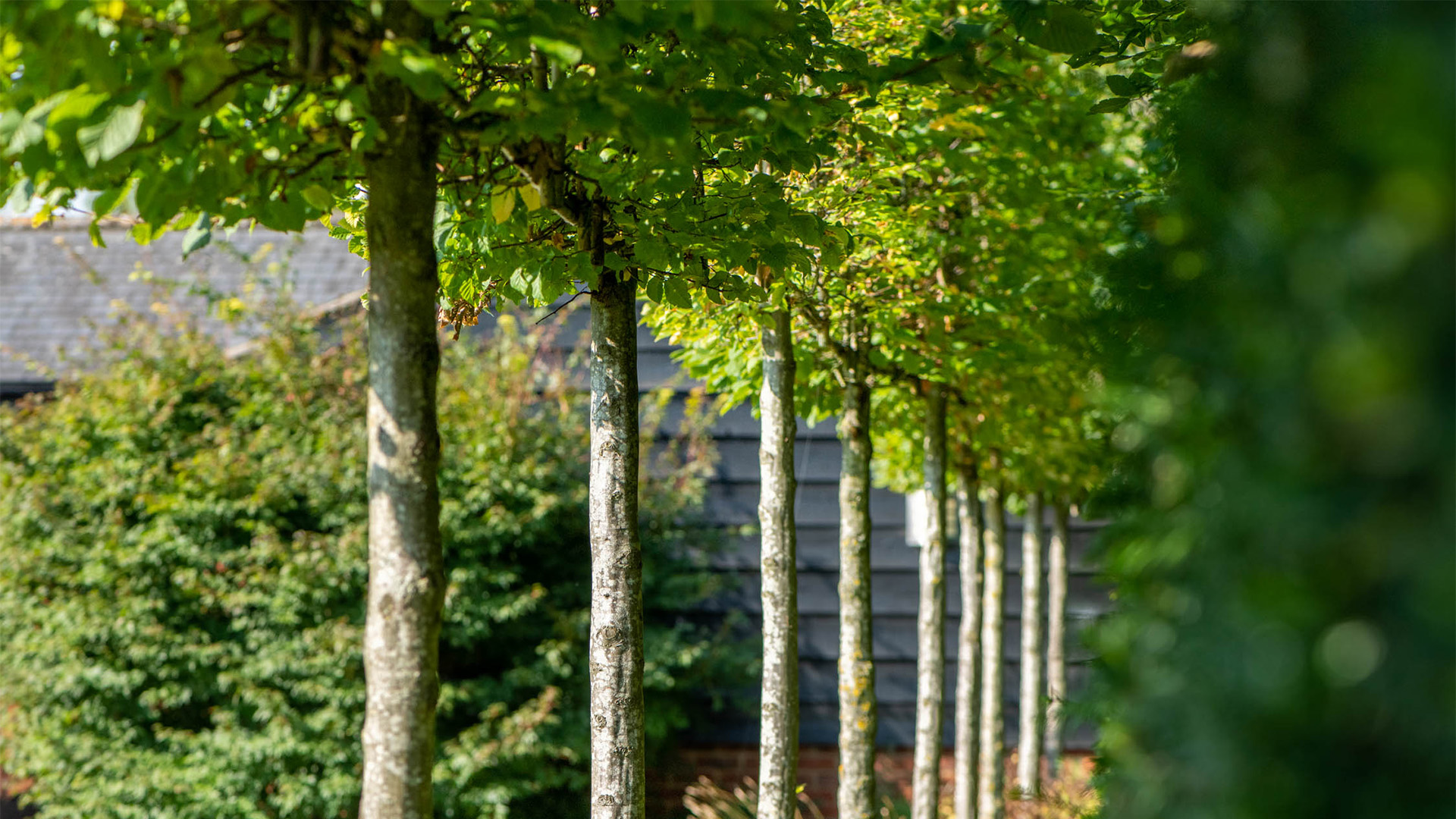 Row of pleatched trees
