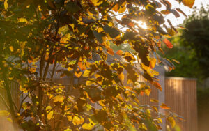 sun shining through leaves