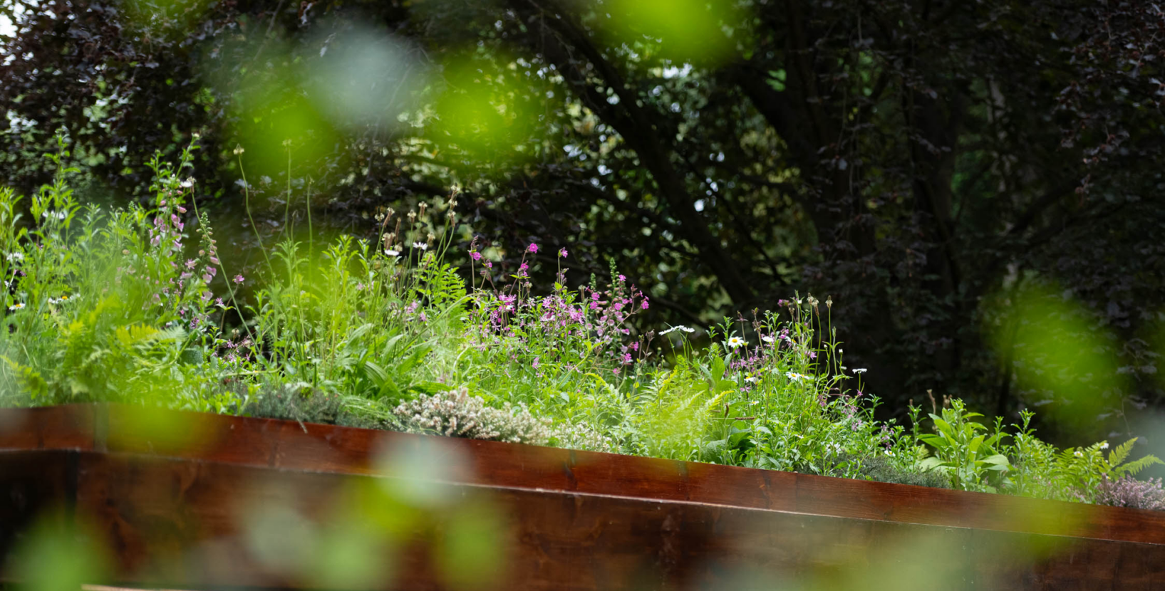 roof planting