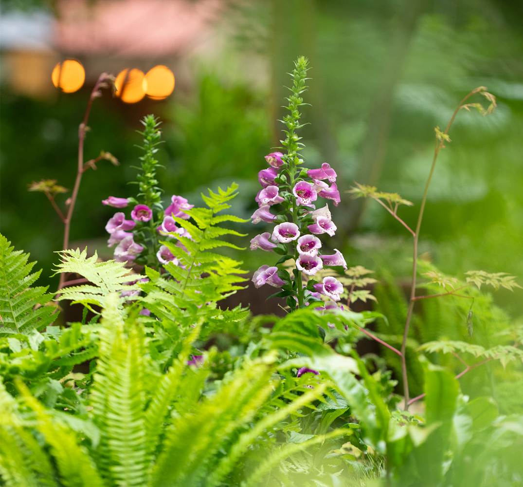 Foxgloves